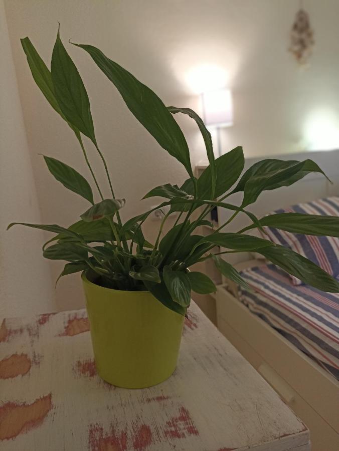 Confortable Habitacion Centrica En Piso Privado Leilighet Málaga Eksteriør bilde