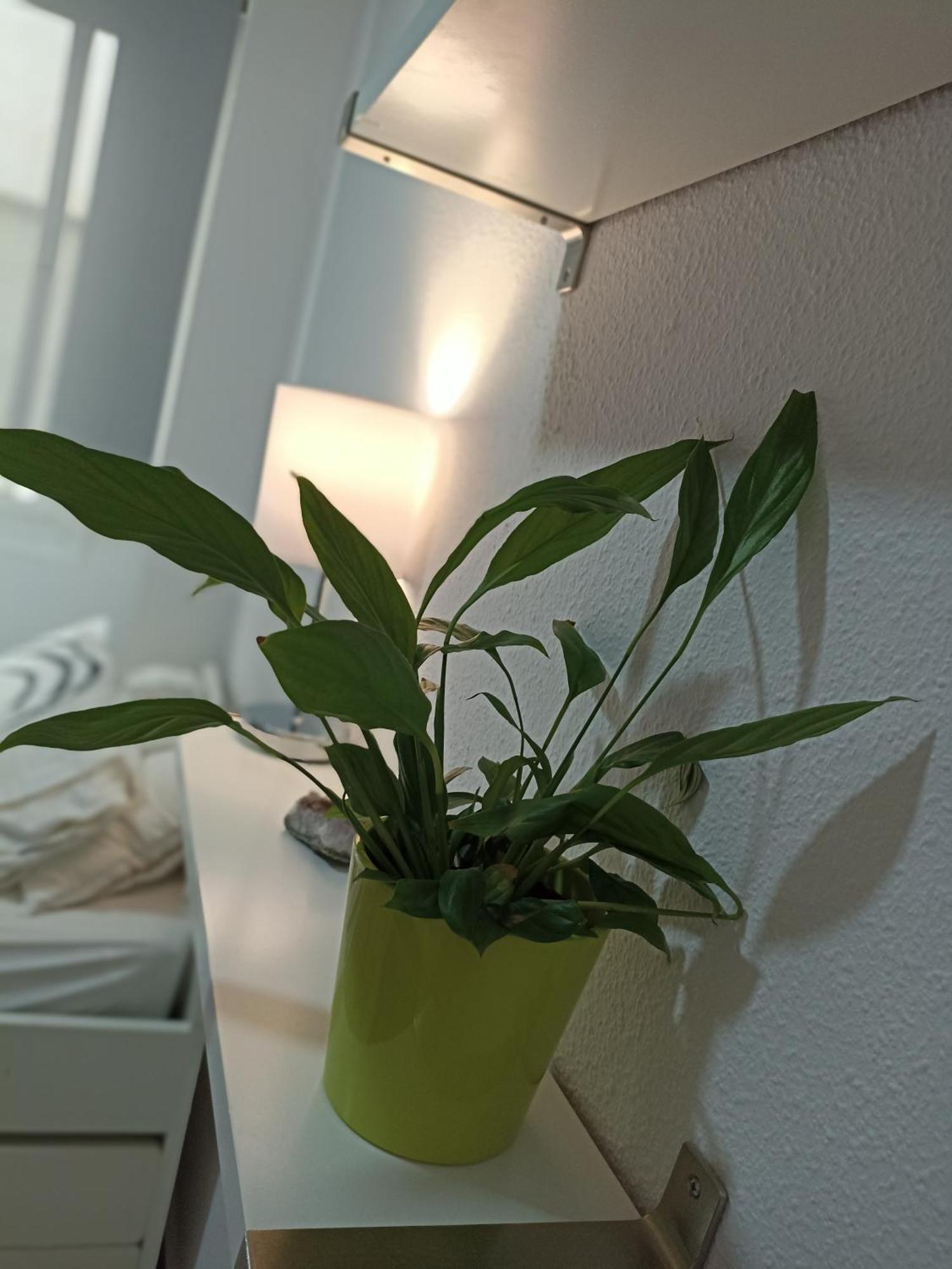 Confortable Habitacion Centrica En Piso Privado Leilighet Málaga Eksteriør bilde